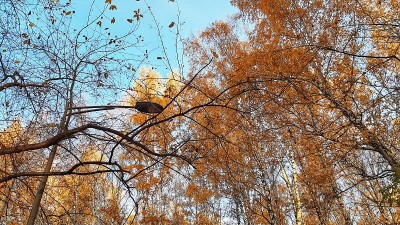 橙色的秋天