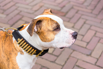 项圈上有子弹的小猎犬的肖像