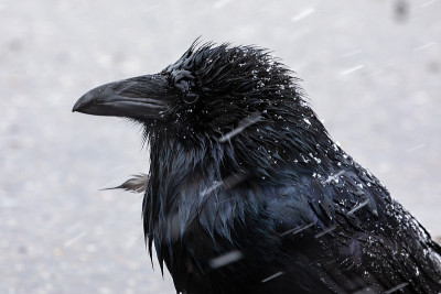 雨雪中一只黑乌鸦