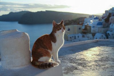 红猫坐在海边的墙边。