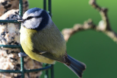 Bluetit(蓝山雀)
