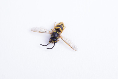 黄蜂