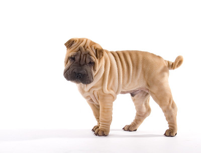 sharpei小狗