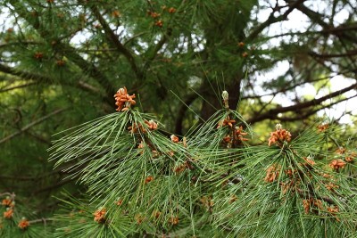 赤松花,