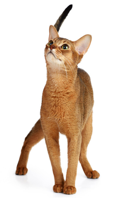 阿比西尼亚猫孤立在白色背景