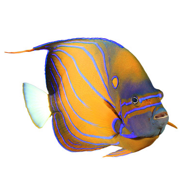 蓝环天使鱼