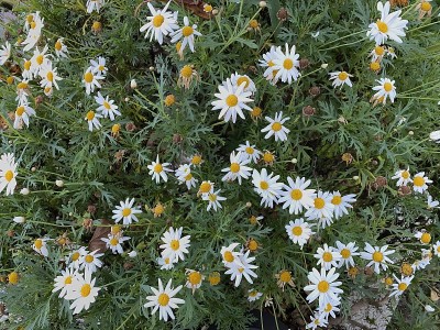 雏菊花