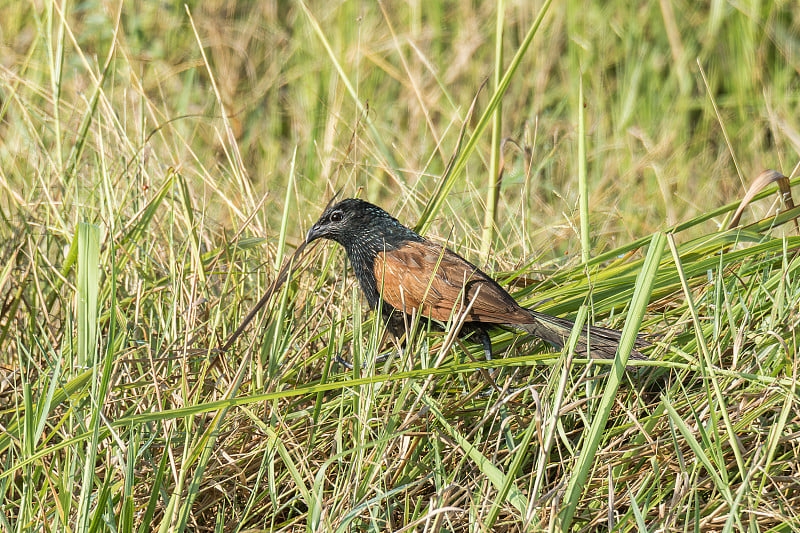 小Coucal