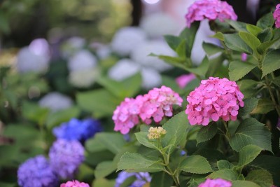 公园里盛开的绣球花