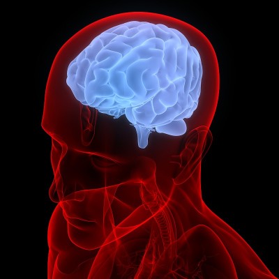 大脑是人体神经系统解剖学的一部分