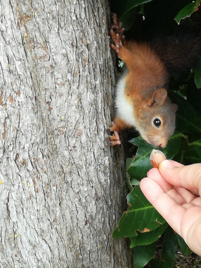 squirel