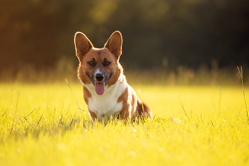 红白威尔士柯基犬