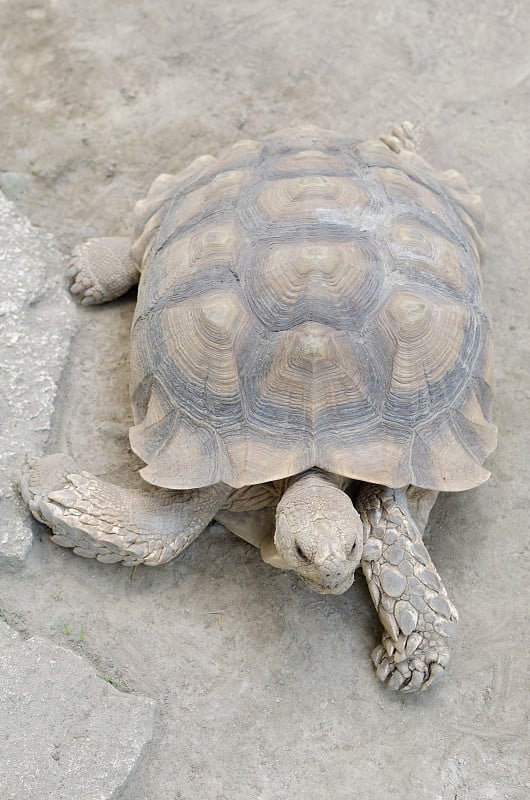 geochelone sulcata