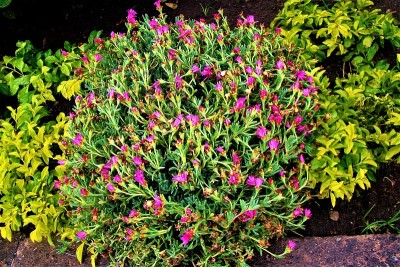 四点的花