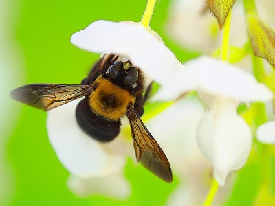 昆虫蜜蜂