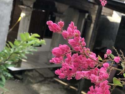 背景是春天的花树和粉红色美丽的花朵。有选择性的重点