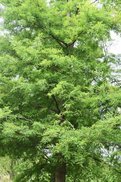 美国水松