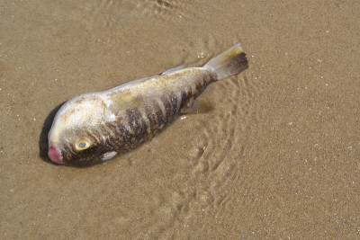 沙子上的死河豚鱼