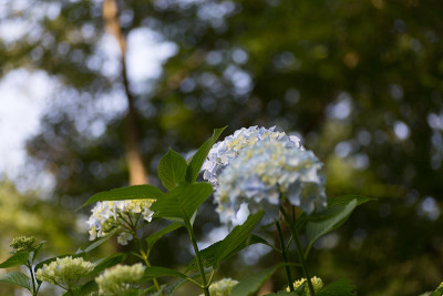 绣球花