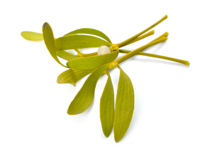 Viscum album，欧洲俗称mistletoe，俗称mistletoe或简称mistletoe