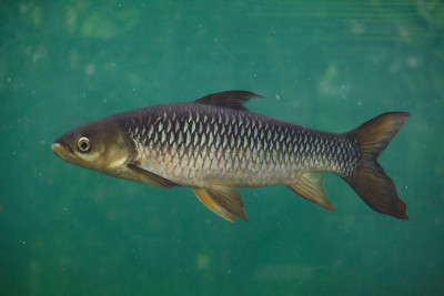霍文的鲤鱼(Leptobarbus hoevenii)