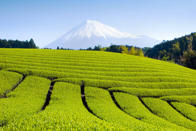 绿茶字段