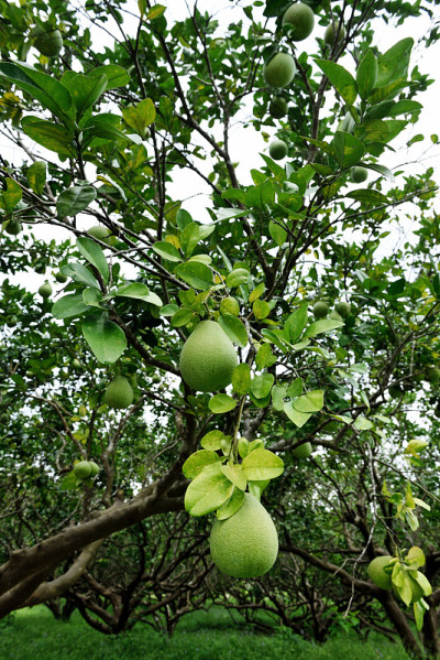 柚tree