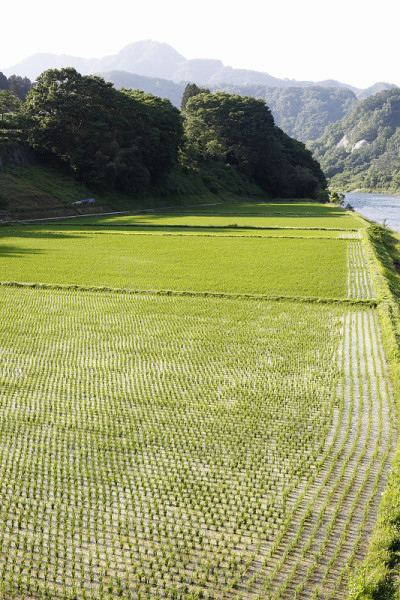 稻田