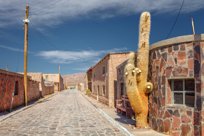 Cariquima镇的街道，有巨大的仙人掌，靠近Colchane，在Tarapaca地区，在智利的C