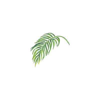 明亮的水彩叶子孤立的白色背景