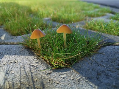 清晨的两颗蘑菇带着露珠，滴落着雨点