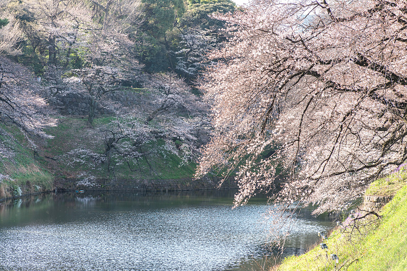 樱花