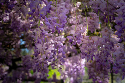蜜蜂正在从紫藤花上采蜜