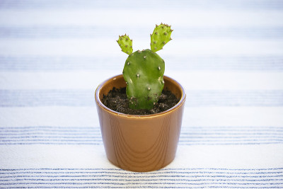 迷你仙人掌。小仙人掌，多刺的梨或印度无花果。可爱的仙人掌室内植物。