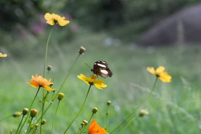 Eggfly蝴蝶