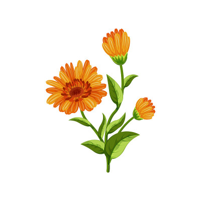 [伦杜拉花