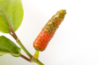 皮帕苏，爪哇龙椒，逆行胡椒，白底草本植物，