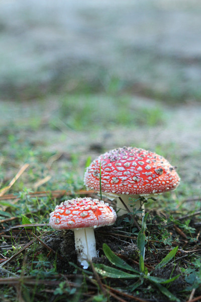 一个伞菌站在树林的空地上
