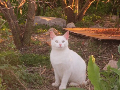 白色野猫看着