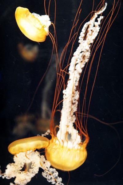 水母