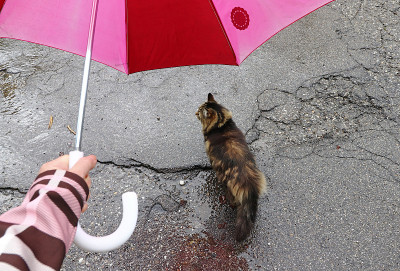 下雨天，猫也可能在伞下跑