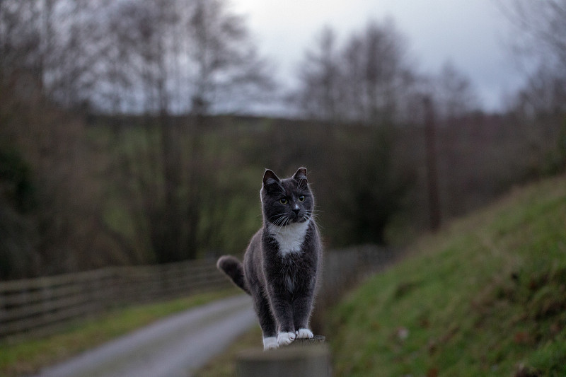 猫的平衡