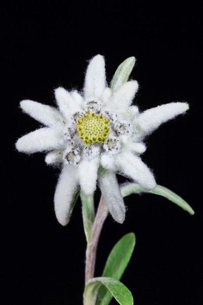 雪绒花