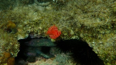 多毛纲在爱琴海海底的光滑管虫或红点马蹄虫(管原虫)