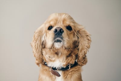 小鹿成年美国可卡犬。近距离