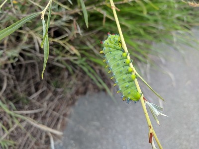 柳树上的蛾毛虫
