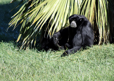 Siamang gibbon