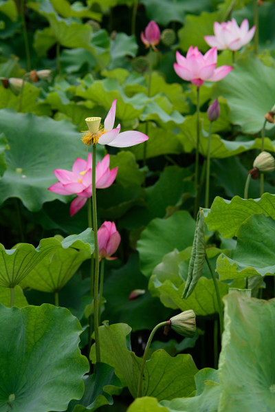 莲花