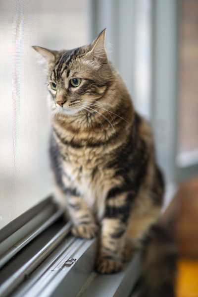 猫人与绿色眼睛近距离。挪威猫的品种，也Skogkatter和Skovkatter或Wegie