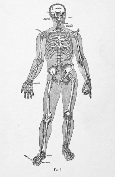 古董医学插图|人体骷髅